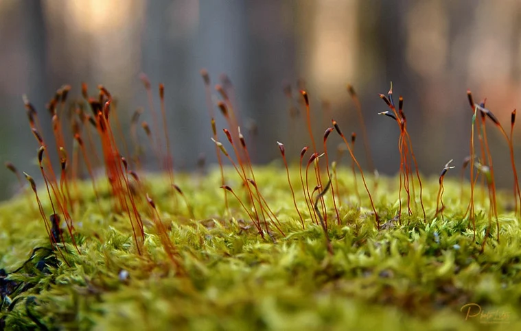 Macro Photography Is Debs Passion