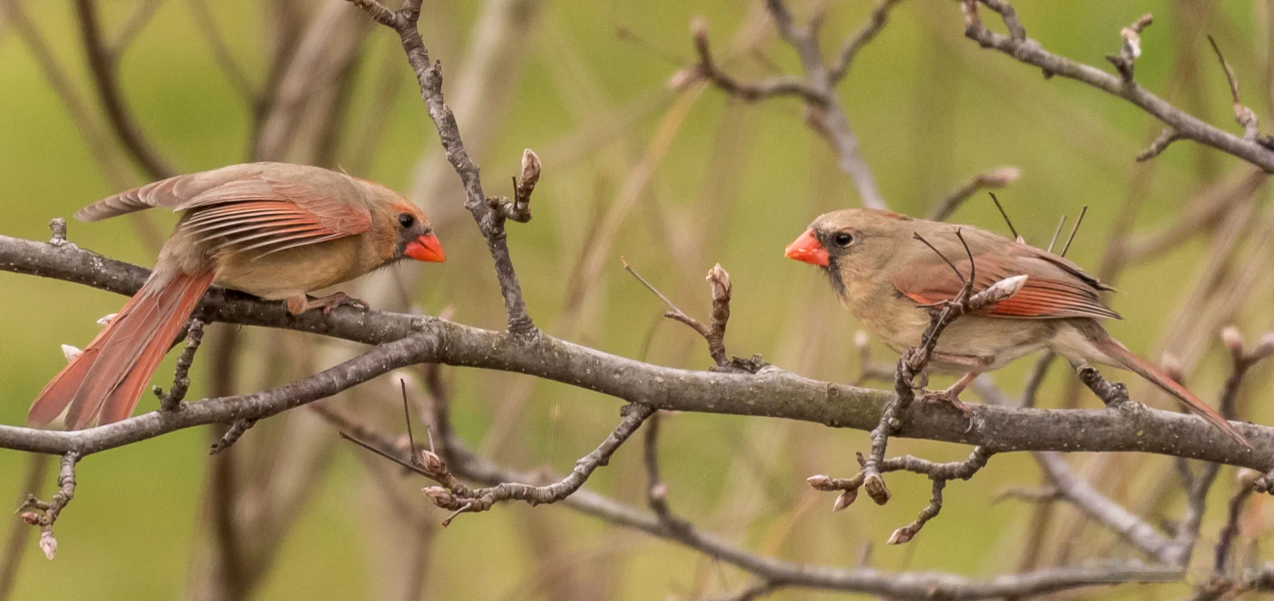 Cardinal Wars?
